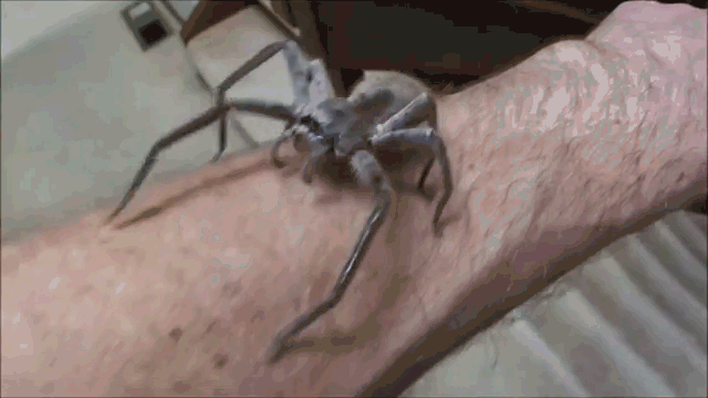 8Zja017.gif