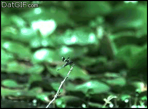 cQTx5nw.gif