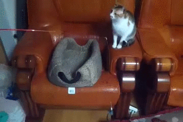 9qQEYfa.gif