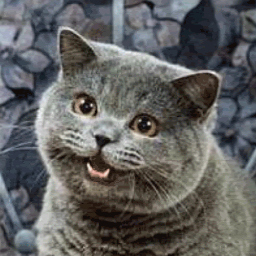 Flashcat.gif