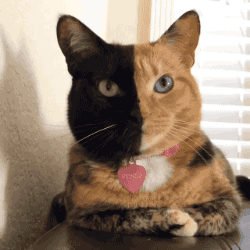 tumblr_o1szrebFB41s02vreo1_250.gif