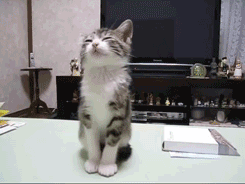 tumblr_mh20uhv2mm1s2gg27o1_250.gif