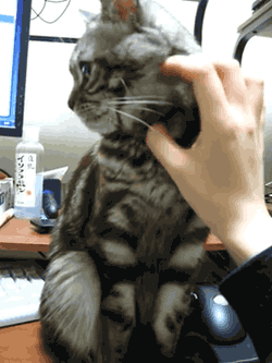 tumblr_ml1ze8vG3c1rl92puo1_250.gif