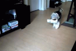 tumblr_mhgf8bKTKH1rjcfxro1_400.gif
