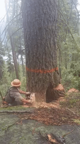 4e53b19f417b4803c4f8e165c6601acd.gif