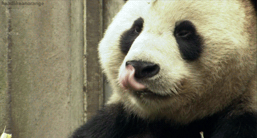 t42cc0e_tumblr-m448s5qeel1r4zr2vo1-500.gif