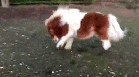 giphy.gif