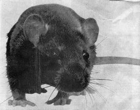 ratte.jpg