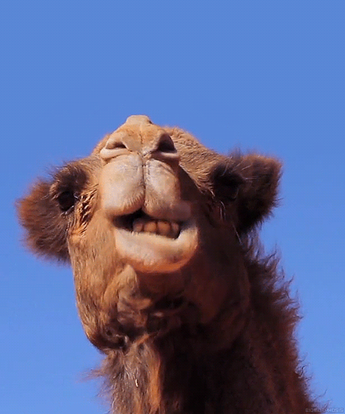 a046192b8bfa8f7a56386fe7aa991967.gif