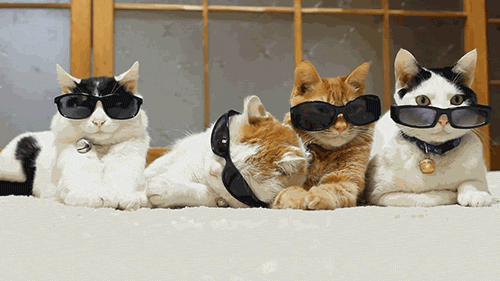 New-Cool-Cat-Gifs.gif