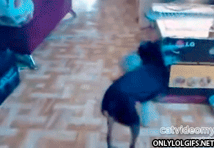 giphy.gif