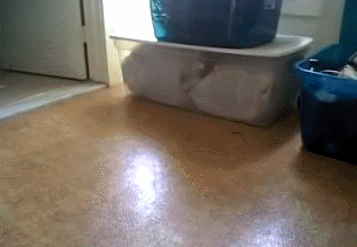 hornoxe.com_gifdump100_28.gif