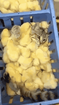 tumblr_oadgv5lqeY1s02vreo2_250.gif