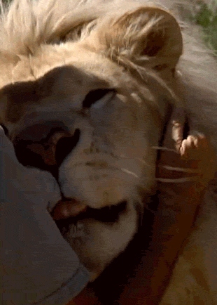 lion_hug.gif