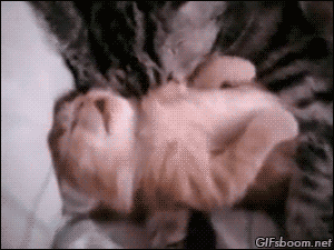 tumblr_ncs8ommqGJ1s02vreo1_400.gif