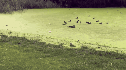 tumblr_ojmu87Ji4k1s02vreo1_500.gif