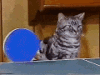 OztVT.gif