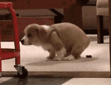 tenor.gif