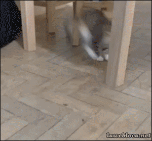 tumblr_n09poahyrB1s02vreo1_400.gif