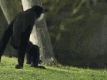 tenor.gif