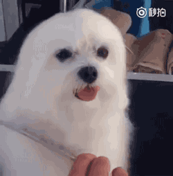 tumblr_o2ssywF5lK1s02vreo2_250.gif