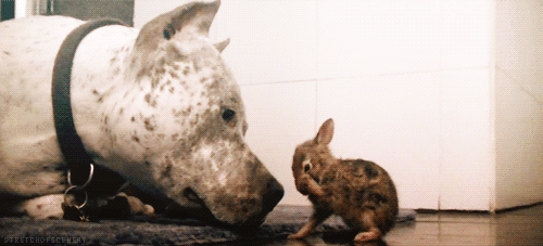 tumblr_m6gbrc5k1t1rs1bomo1_500.gif