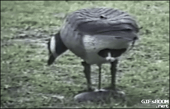 tumblr_nshk6aiviu1s02vreo1_400.gif
