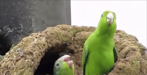 giphy.gif