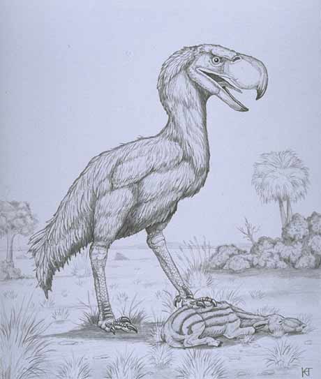 Terrorvogel.jpg