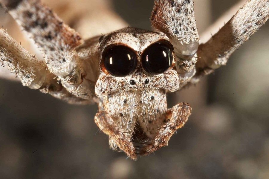 spider2.jpg