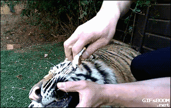 tumblr_nrqw72GuL81s02vreo1_400.gif