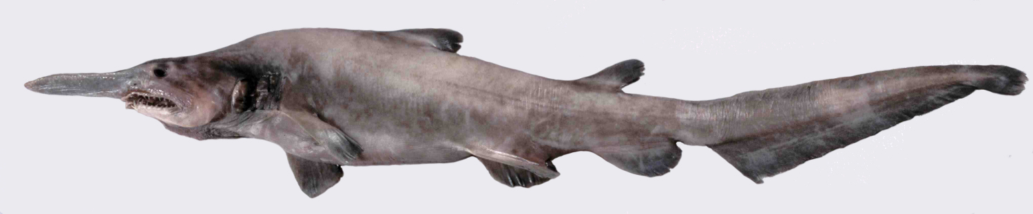 Mistukurina_owstoni_museum_victoria.jpg