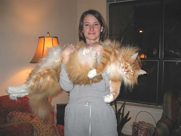 maine-coon-cats-32__605.jpg