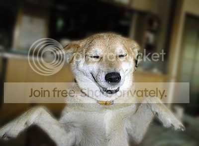 HappyDog.jpg