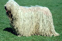 komondor.jpg