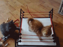 6219e48909f4b2cbeeea4cf12debcf69.gif