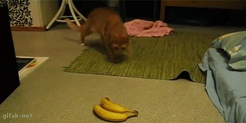 daily_gifdump_705_29.gif