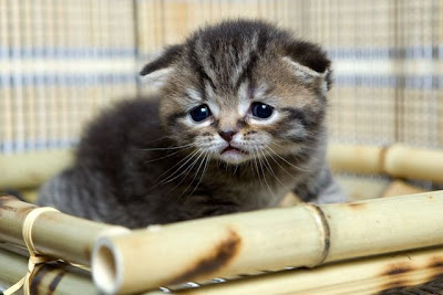 animals_119.jpg