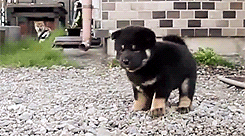 giphy.gif
