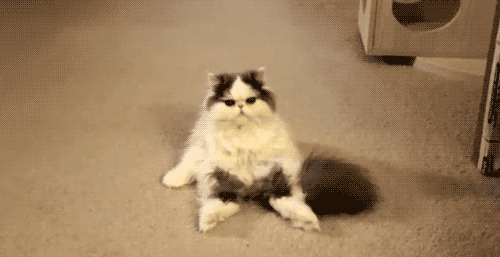 tumblr_ly7urmiRWd1qf04yf.gif