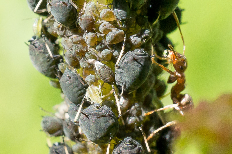 cepq6085f0summfxp.jpg