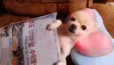 giphy.gif