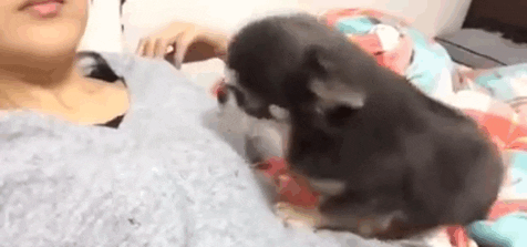 giphy.gif