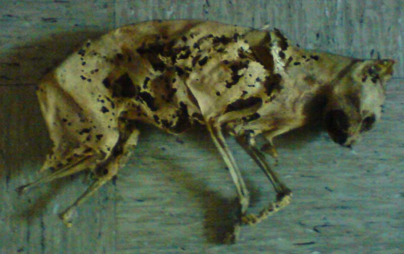 2007-05-19_tote_katze_1_kle.jpg
