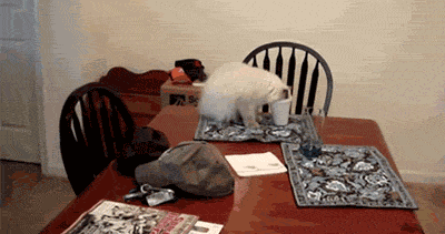 tumblr_n8zg9wyIsa1s9362xo1_400.gif