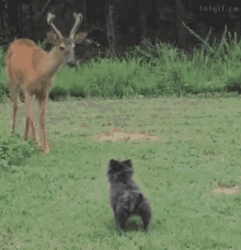 tenor.gif