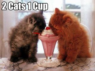 2cats1cup.jpg