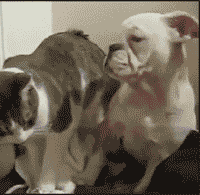 giphy.gif