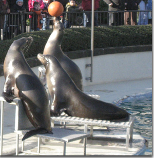 ball.jpg