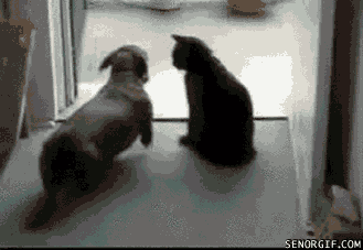 hornoxe.com_gifdump38_8.gif